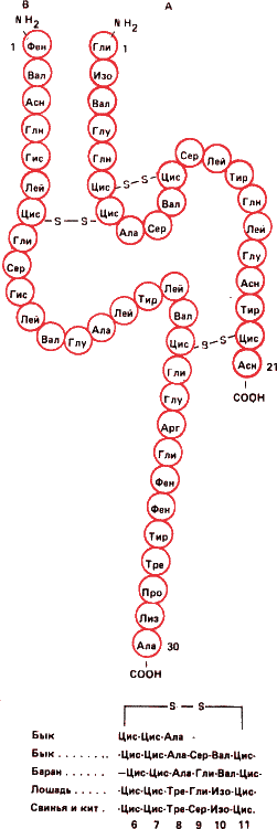 Рис. 3. На этом рисунке изображена схема молекулы инсулина. С сокращенными