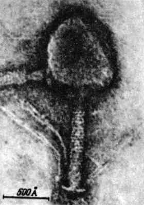 Рис. 8 Электронная микрофотография одного из сложных бактериальных вирусов