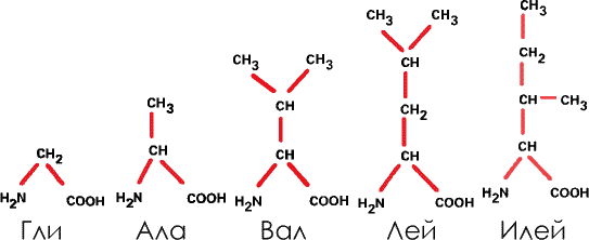 В эту группу входит единственная аминокислота, не содержащая асимметричного атома