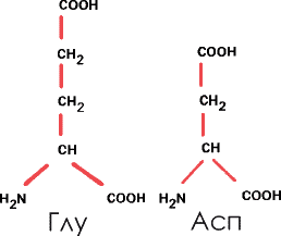 В некоторых белках вместо этих аминокислот имеются их амиды – глутамин и аспарагин.