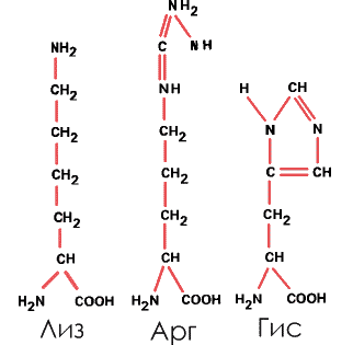 5. Ароматические, с бензольными кольцами в боковых радикалах – фенилаланин (Фен