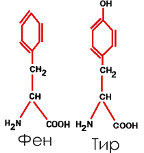 6. Группа гетероциклических (индолсодержащих) аминокислот включает лишь триптофан