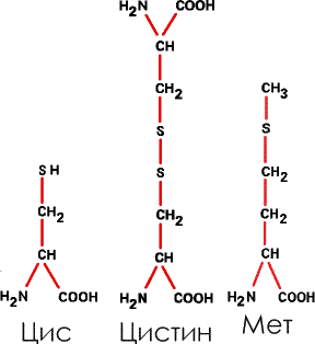 8. И наконец, две аминокислоты, которым, строго говоря, не хватает одного атома