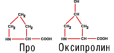 Добавим, что оксипролин и цистин возникают уже в белке из пролина и цистеина.