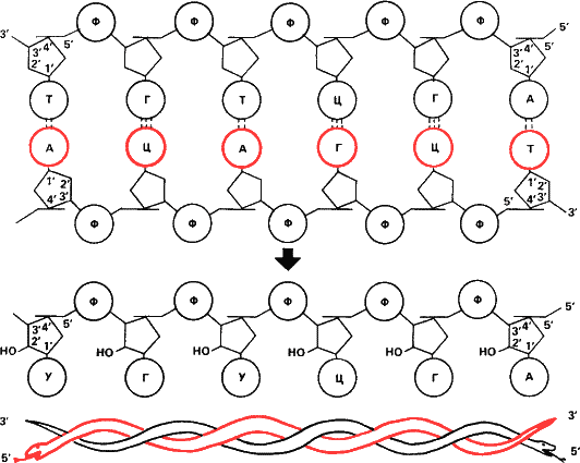 Рис. 15. Схема строения двухцепочечной ДНК и комплементарной ей РНК. Для простоты