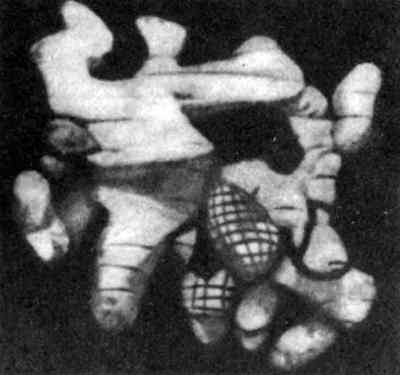 Рис. 18. Вверху – первичная структура белка лизоцима, разрушающего оболочки