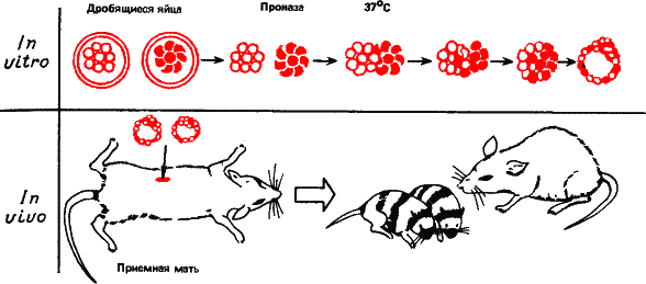Рис. 31. Схема получения аллофенных мышей. Из яйцеводов беременных мышей извлекают