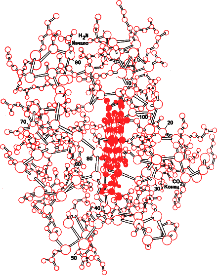 Рис. 30. Модель третичной структуры цитохрома С. Красным в центре молекулы