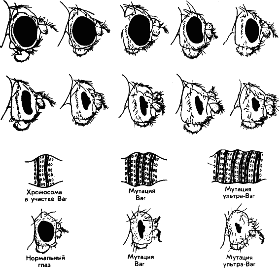Рис. 34. Наверху – некоторые мутации глаз плодовой мушки дрозофилы. Генетикам