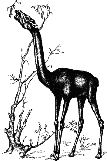 Рис. 44. Внешний вид жирафы известен каждому. Но не каждый знает, что в миоценовом