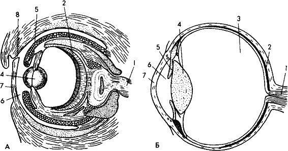 Рис. 47. Один из популярнейших примеров конвергенции – глаз осьминога (А)