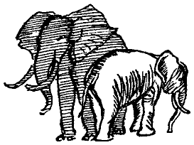 Разделившись на две группы, слоны паслись, медленна переходя с места на место
