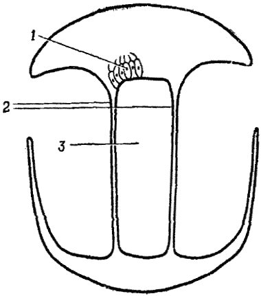 Фиг. 11. Упрощенное изображение слухового органа кузнечика, расположенного на его