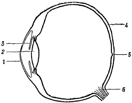 Фиг. 15. Схематическое изображение глаза человекаПроходя через роговицу и