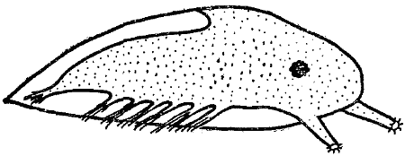 Фиг. 27. Схематическое изображение свободноплавающей личинки морского желудя, покрытой
