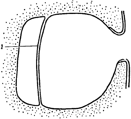 Фиг. 33. Схема строения «лицевой» ямки ямкоголовой змеиРасположенные в мембране