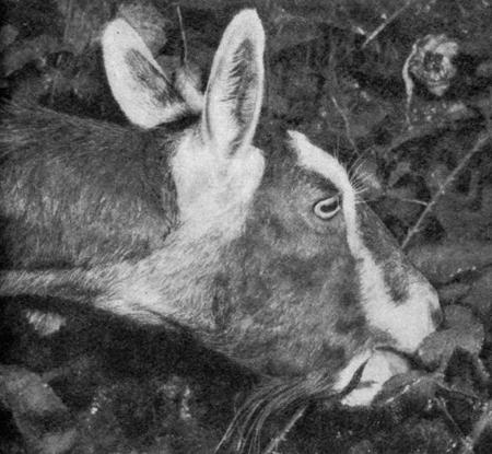 Фото I. В то время, когда коза щиплет листья, уши ее находятся в постоянном движении.