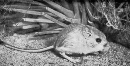 III. Обитающая в пустынях Северной Америки кенгуровая крыса ведет ночной образ жизни