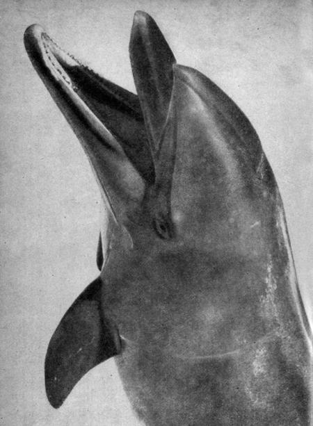 VI. Жировая подушка дельфина — «дыня» — находится между клювом и воздушными мешками;