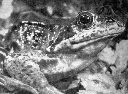 IX. Глаза играют важную роль в жизни лягушки: с их помощью она находит пищу и водоемы
