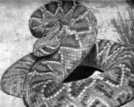 XVII. Лицевые ямки гремучей змеи расположены позади и несколько ниже ноздрей. Чувствительность