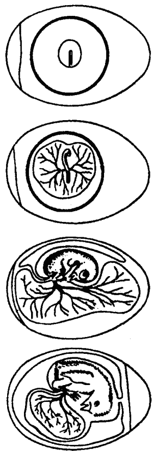 Рис. 18. Развитие куриного эмбриона. Сверху вниз: первые сутки инкубации (стадия