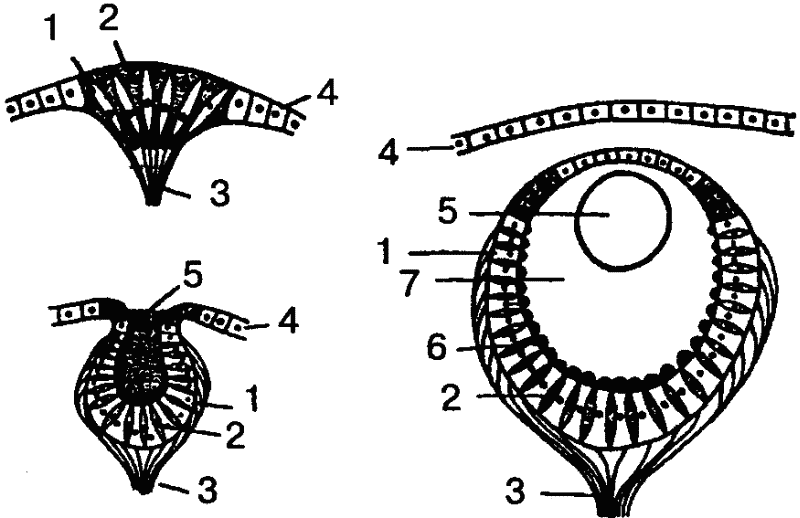 Рис. 32. Развитие глаза беспозвоночных (на примере гидромедуз). Слева вверху
