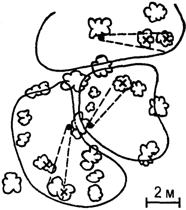 Рис. 40. Территориальное поведение муравьев (Acantholepis melanogaster). Территории